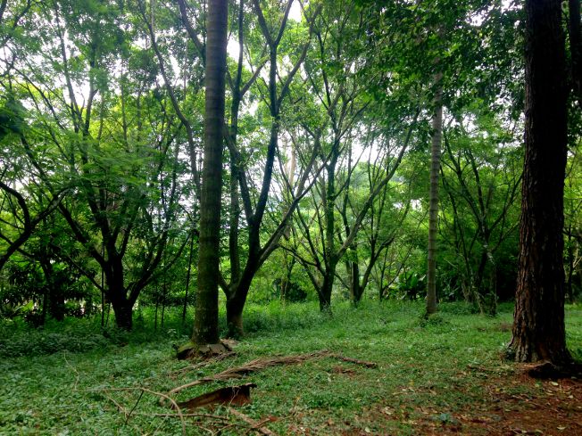 Bosque na região central de São Bernardo do Campo, onde situa-se a Fatec Adib Moises Dib sao-bernardo-do-campo, fatec-adib-moisés-dib